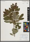 Foto von Salix appendiculata Vill.